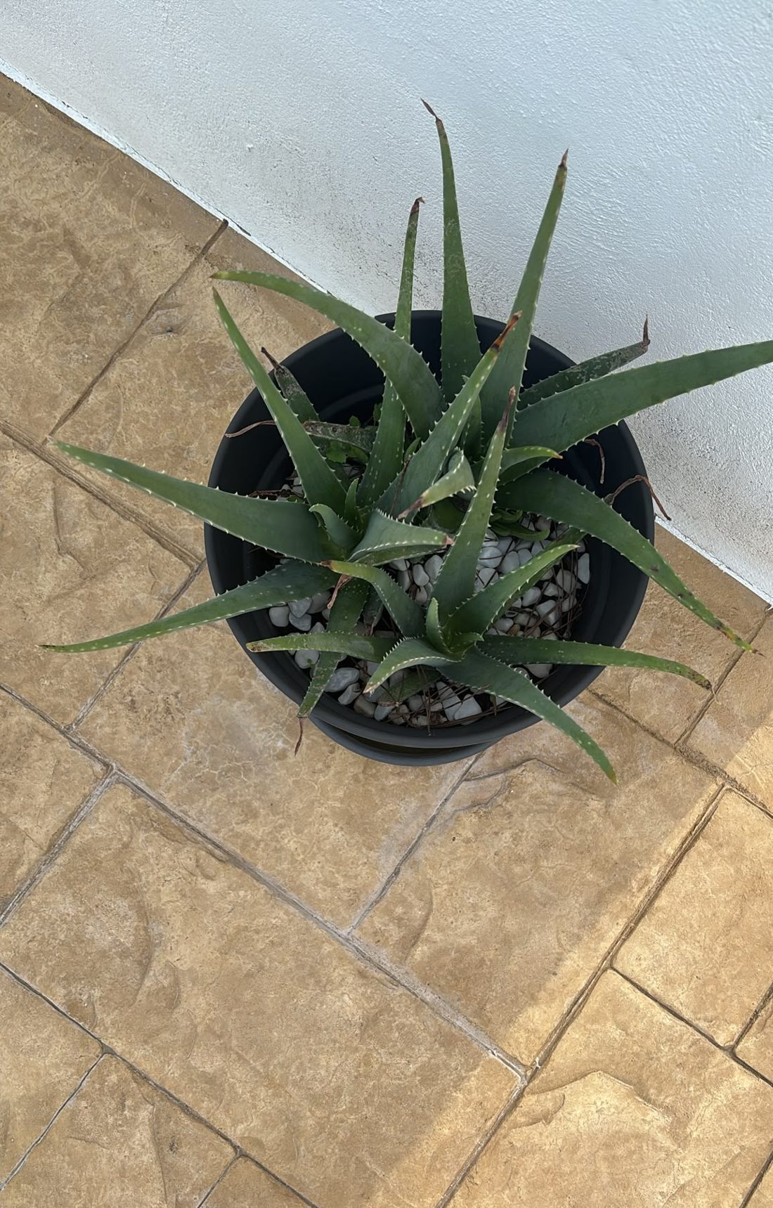 Aloe vera im Topf