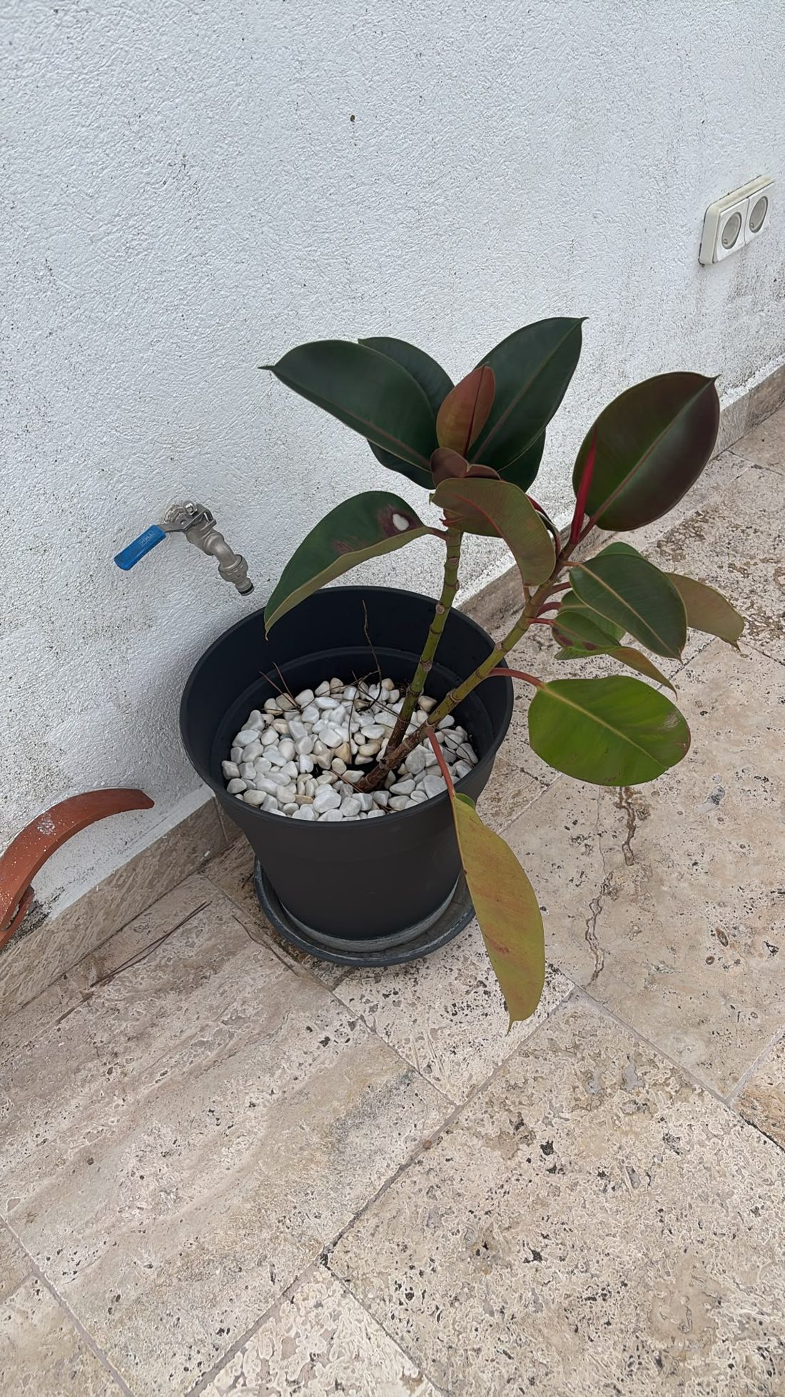 Gummibaum mit weißen Kieseln auf der Terrasse