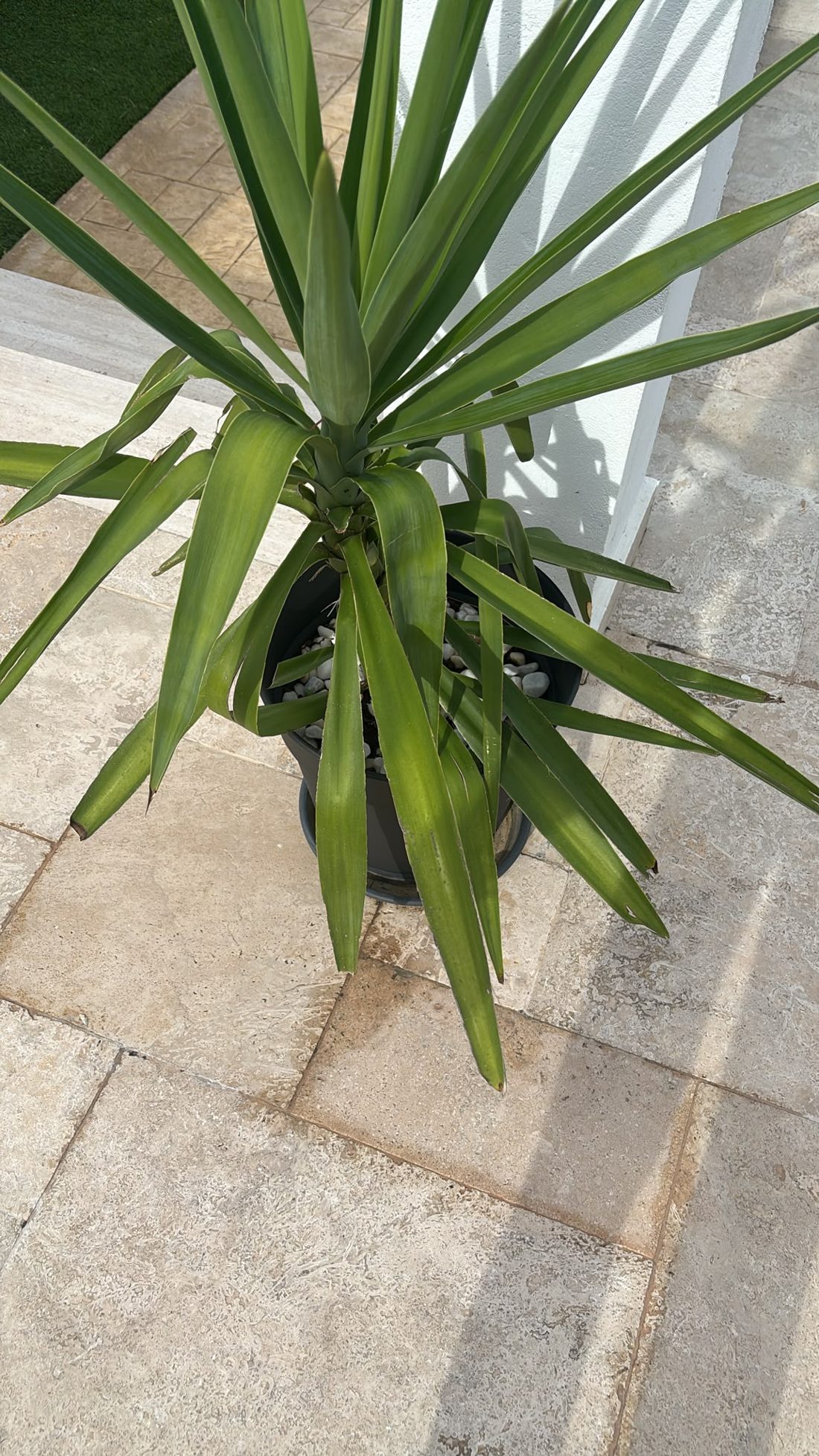 Yucca im Topf am Haus